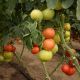 Васанта F1 насіння томату напівіндет. раннього 180-210 гр. (Rijk Zwaan)