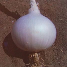Венус F1 насіння цибулі ріпчастої середньої 115-120 дн. білої (Isi Sementi)