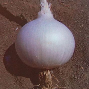Венус F1 насіння цибулі ріпчастої середньої 115-120 дн. білої (Isi Sementi)