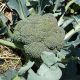 Эос F1 семена капусты брокколи ранней 67-72 дн. 0,5-0,8 кг (Sakata)
