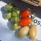 Каваліно Россо F1 (Cavalino Rosso F1) насіння томата дет. тип Міні Сан Марцано середнього 35 гр. (Seminis)