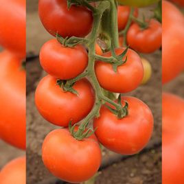 Логур F1 насіння томату індет. (Rijk Zwaan)