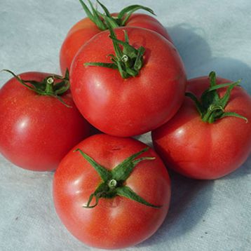Малінка Стар F1 насіння томата індет. раннього окр.-прип. рожевого 200-250г (Cora Seeds)