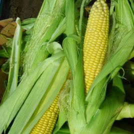 Міріус F1 насіння кукурудзи суперсолодка Sh2 середньоранньої 75-78 дн. 21-22 см 18-20 р. (Seminis)