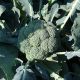 Монако F1 семена капусты брокколи средней 80-85 дн. 1,5-2 кг (Syngenta)