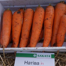 Натіва F1 насіння моркви (Sakata)