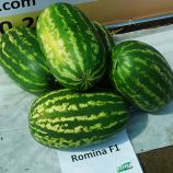 Ромина F1 семена арбуза среднесп. 12-14 кг (Cora Seeds)