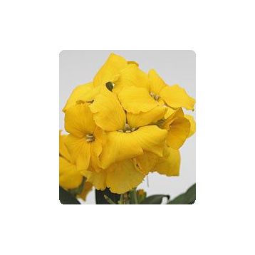 Абсолют Yellow семена желтофиоля (Kitano Seeds)