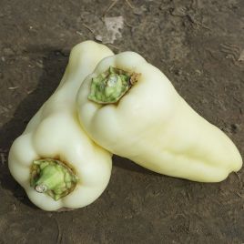 Флексум F1 (Flexum F1) семена перца сладкого тип Венгерский раннего 60-65 дн. конич. 90-120гр. 13-15х4-7см 6-7мм сл. кость/красн
