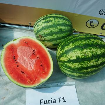 Фурия F1 (Furia F1) семена арбуза тип кр.св. раннего 8-10 кг окр.-овал. (Cora Seeds)