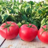 Хапінет F1 насіння помідора детермінантного (Syngenta)