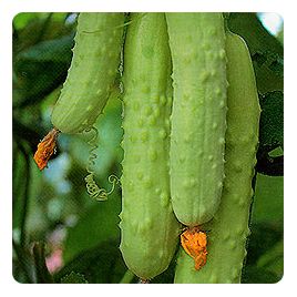 Наречена F1 насіння огірка бджолозап раннього 7-8 см (GL Seeds)