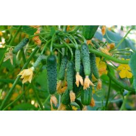 Виноградне гроно F1 насіння огірка бджолозап раннього 45-50 дн 8-9 см (GL Seeds)