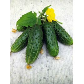 Кум да Кума F1 насіння насіння бджозап раннього 40-45 дн 10-12 см (GL Seeds)