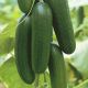 Бебі міні F1 насіння огірка партенокарп среднього 7-9 см (GL Seeds)