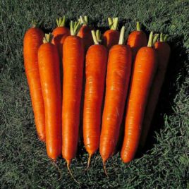 Император семена моркови Флакке среднепоздней 120-130 дн 20-25 см (GL Seeds)