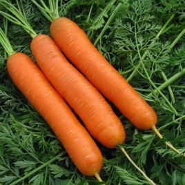 Незрывнянна насіння моркви Шантане средней (GL Seeds)