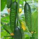 Ємеля F1 насіння огірка партенокарп раннього 40-45 дн 14-23 см (GL Seeds)