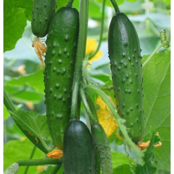Ємеля F1 насіння огірка партенокарп раннього 40-45 дн 14-23 см (GL Seeds)