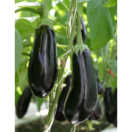 Чорний опал насіння баклажану середнього 125-128 дн. 150-200 гр. цилиндр. 18-20 см (GL Seeds)