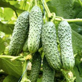 Дідусева онучка F1 насіння огірка партенокарп раннього 40-42 дн 12-14 см (GL Seeds)