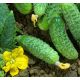 Настя-на-щастя F1 насіння огірка партенокарп раннього 38-42 дн 10-12 см (GL Seeds)
