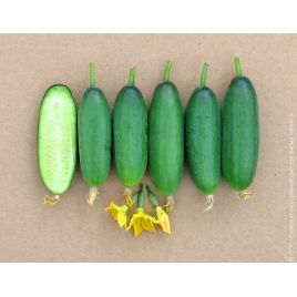 Базар F1 насіння огірка партенокарп раннього38-45 дн 9-11 см (GL Seeds)