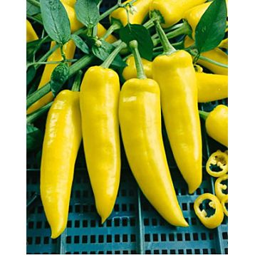 Венгерський жовтий насіння перцю горького раннього 85-90 дн 40-60 гр желт/красн (GL Seeds)