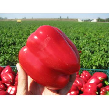 Геракл семена перца сладкого тип Блочный среднего 95-105 дн 200-300 гр 7-9 мм зел/красн (GL Seeds)