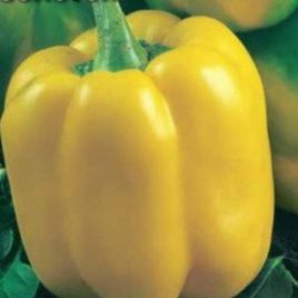 Золотой самородок семена перца сладкого тип Ламуйо раннего 125-130 дн 100-150 гр зел/оранж (GL Seeds)