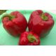 Красный куб F1 семена перца сладкого тип Блочный раннего 105-110 дн 200-250 гр 10х10 см 8-9 мм зел/красн (GL Seeds)