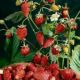 Веселка Скарбів F1 насіння суниці ананасної (Hem Zaden ЛА)