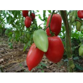 Кенигсберг семена томата индет. раннего 100-110 дн.150-300г роз. (Семена Украины)