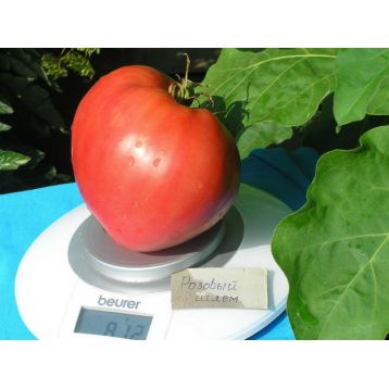 Розовый шлем семена томата индет раннего 100-110 дн 350-600 гр роз (Семена Украины)