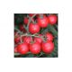 КС 910 F1 (KS 910 F1) насіння томата дет. чері 20-25 гр. (Kitano Seeds)