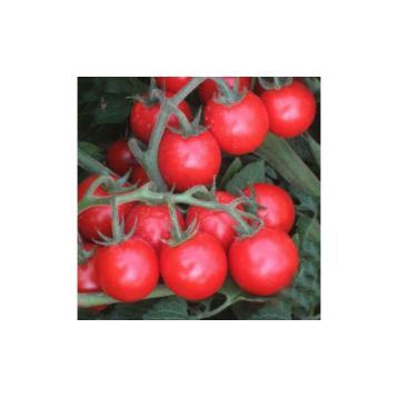 КС 910 F1 (KS 910 F1) насіння томата дет. чері 20-25 гр. (Kitano Seeds)