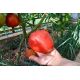 Любимый праздник семена томата детсреднего 110-120 дн окрсерцев 500-1000г роз (Семена Украины)
