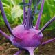 Фіолетова насіння капусти кольрабі ранньої 40-45дн. (Світязь)