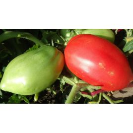 Петруша-огородник семена томата дет. среднего 110-120 дн. 150-250 гр. (Семена Украины)