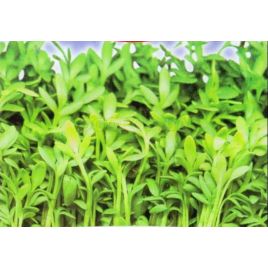 Афродита семена кресс-салата раннего 15-20 дн. зел. (GL Seeds)