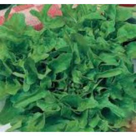 Каталония семена салата тип Батавия раннего 38-40 дн. зел. (GL Seeds)