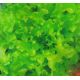 Хрустальный семена салата-латук раннего 42-45 дн. 20-25 см (GL Seeds)