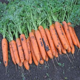 Бангор F1 (1,4-1,6) семена моркови Берликум средней 110 дн (Bejo)
