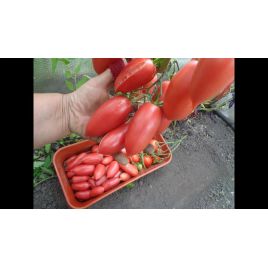 Алые свечи семена томата индет среднего 150-200 гр слив с носик (GL Seeds)