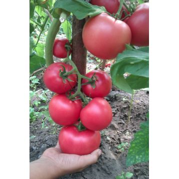 Божественный семена томата дет среднего 200-300 гр роз (GL Seeds)