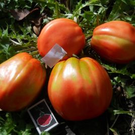 Большая девочка семена томата индет среднего 200-300 гр слив (GL Seeds)