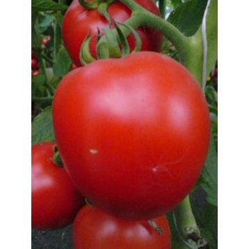 Гардемарины томата дет среднего 180-200 гр окр (GL Seeds)