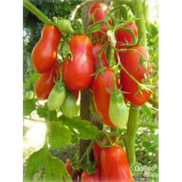 Засолочный деликатес семена томата дет среднего 110-115 дн 80-120 гр слив (GL Seeds)