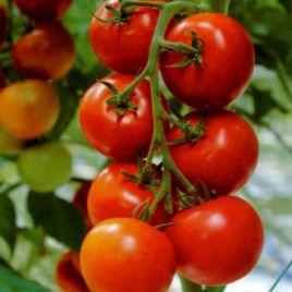 Здоровая жизнь семена томата индет черри раннего 80-90 дн 15-25 гр (GL Seeds)