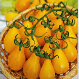 Золотая кисть семена томата индет черри раннего 95-112 дн 25-30 гр желт-оранж (GL Seeds)